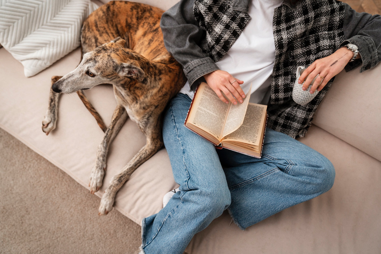 high-angle-owner-dog-couch